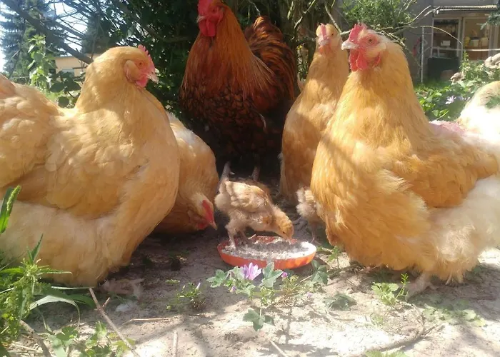 Mirabellenhof-fewo Mit Terrasse Διαμέρισμα