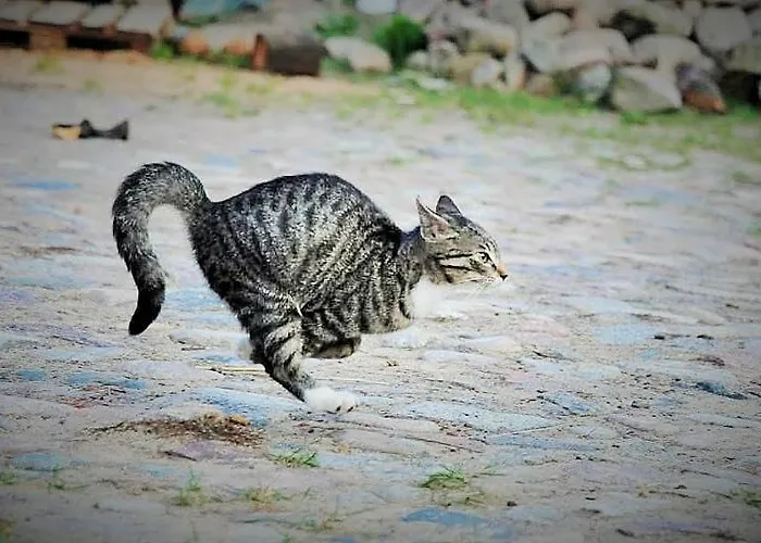 Διαμέρισμα Mirabellenhof-fewo Mit Terrasse Biesenthal